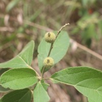 Croton aromaticus L.